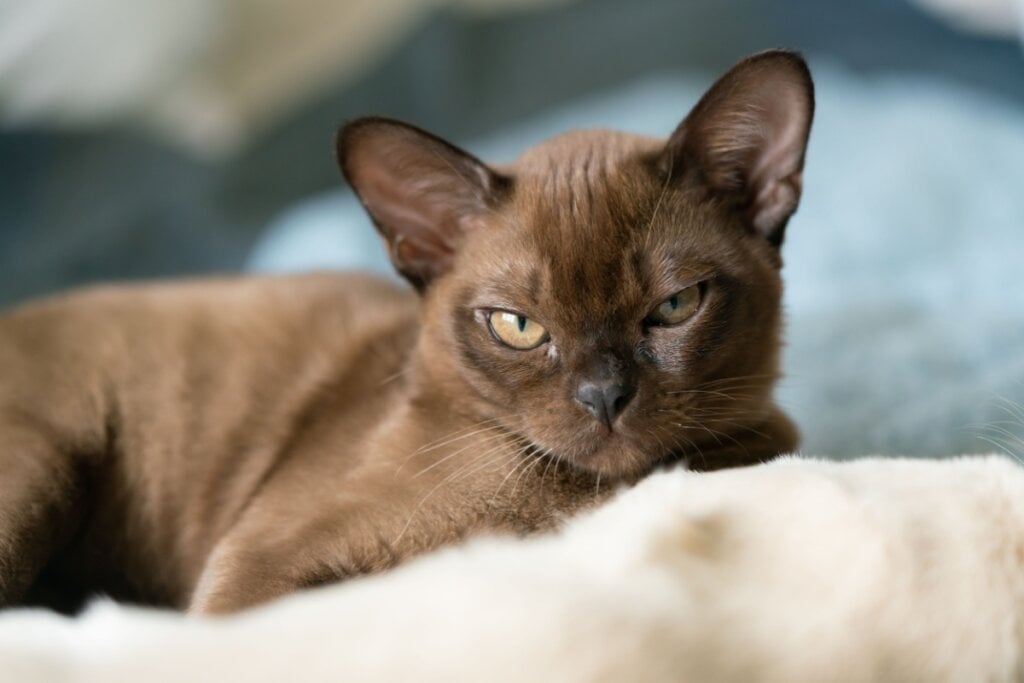 O gato burmês é dócil e adora colo, carinho e brincadeiras (Imagem: biggunsband | Shutterstock)