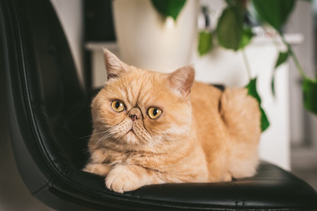 Os gatos exóticos geralmente são tranquilos e adoram ficar no colo (Imagem: Vladislav Noseek | Shutterstock)