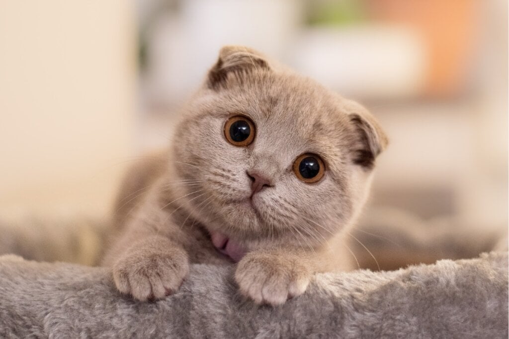 Os gatos scottish fold apreciam uma rotina tranquila e o contato próximo com o tutor (Imagem: Ance Kazaka | Shutterstock)