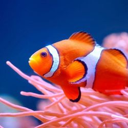 Pesquisa indica que os peixes-palhaço diminuíram de tamanho durante a onda de calor nos oceanos em 2023, como forma de lidar com as temperaturas mais altas causadas pelas mudanças climáticas.