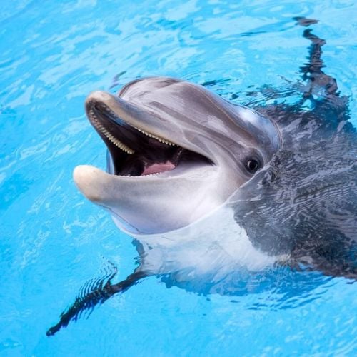 Imagem - 6 animais que parecem estar sempre sorrindo