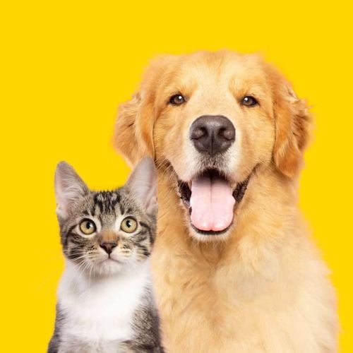 Imagem - Saiba como identificar e prevenir doenças renais em animais
