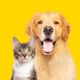 O cuidado com a alimentação e a hidratação é essencial para evitar problemas nos rins dos pets