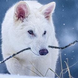 A Colossal Biosciences anunciou em abril que teria conseguido trazer de volta da extinção três lobos-terríveis. No entanto, cientistas disseram que não se tratava da mesma espécie, o que agora foi confirmado por cientista da própria empresa americana.
