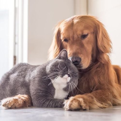 Imagem - 7 raças de cachorro ideais para quem tem gato
