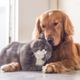Alguns cães têm o temperamento perfeito para viver em harmonia com felinos e criar laços de amizade 