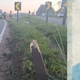 Imagem - Motociclista morre após colidir com placa na BR 101 em Linhares