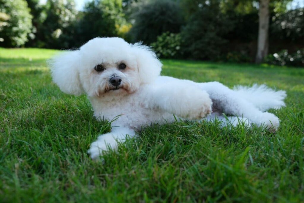 O bichon frisé é calmo e adora companhia (Imagem: Matthew Nichols1 | Shutterstock)