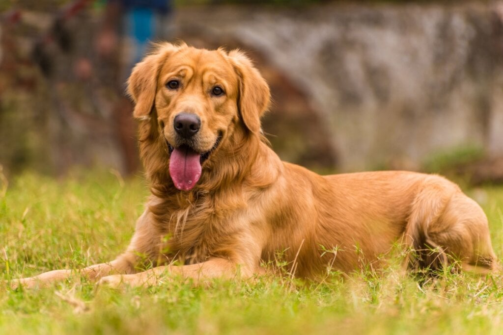 O golden retriever é extremamente dócil, obediente e sociável (Imagem: neelsky | Shutterstock)