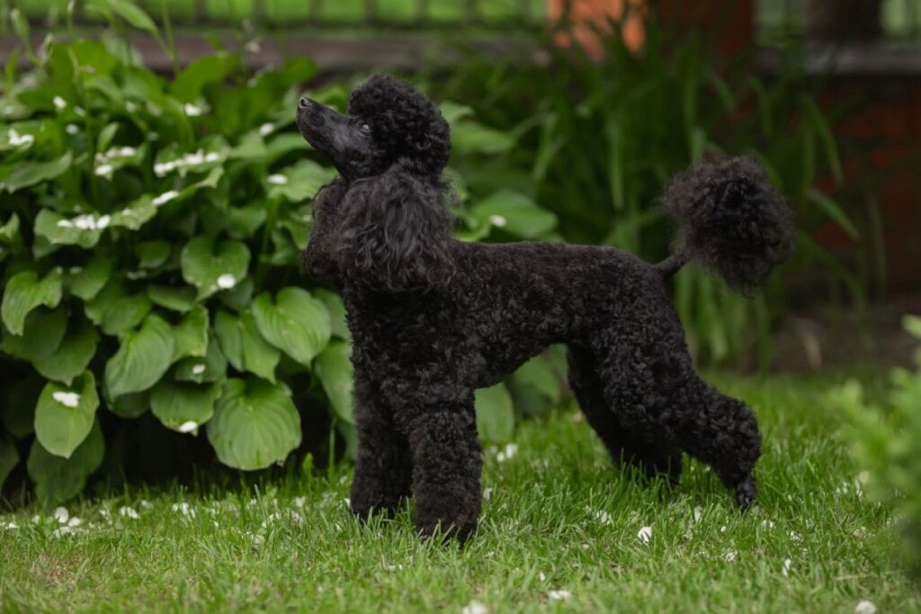 O poodle é observador e respeita os limites do gato (Imagem: OLESYA BOLTENKOVA | Shutterstock)