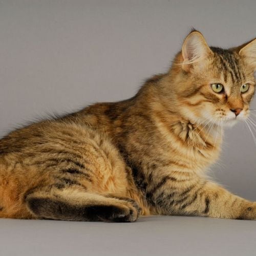 Imagem - 4 características do gato da raça pixie-bob 