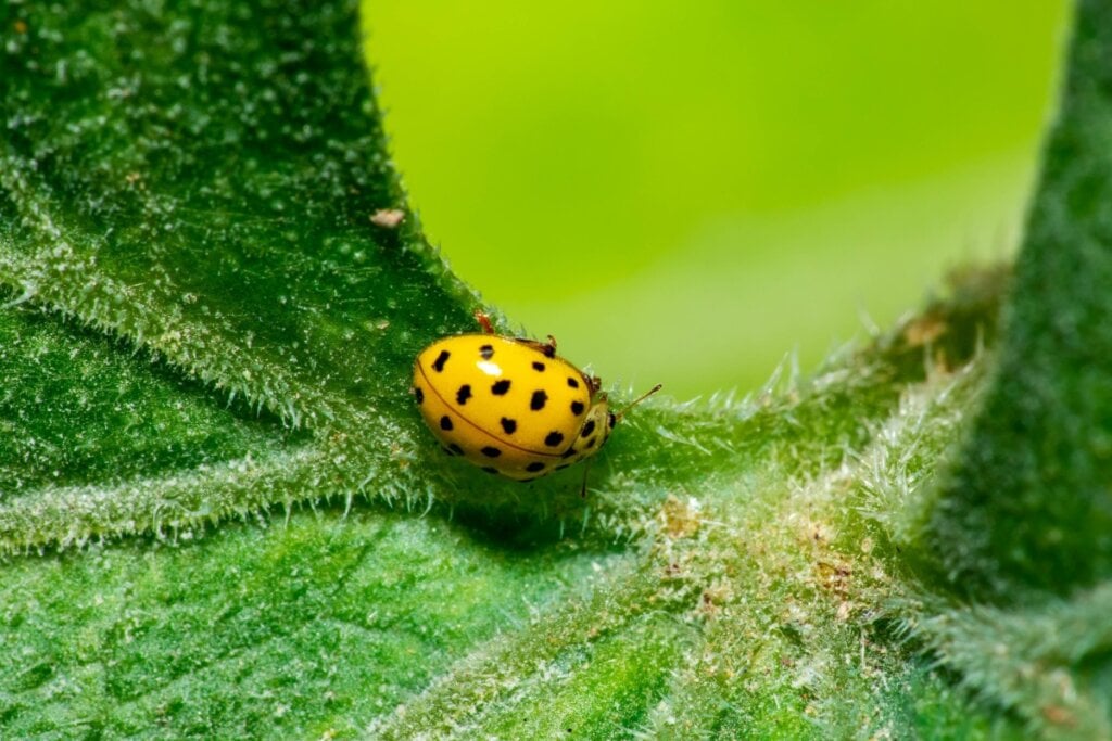 As joaninhas podem viver por cerca de um ano, dependendo da espécie (Imagem: Wirestock Creators | Shutterstock) 