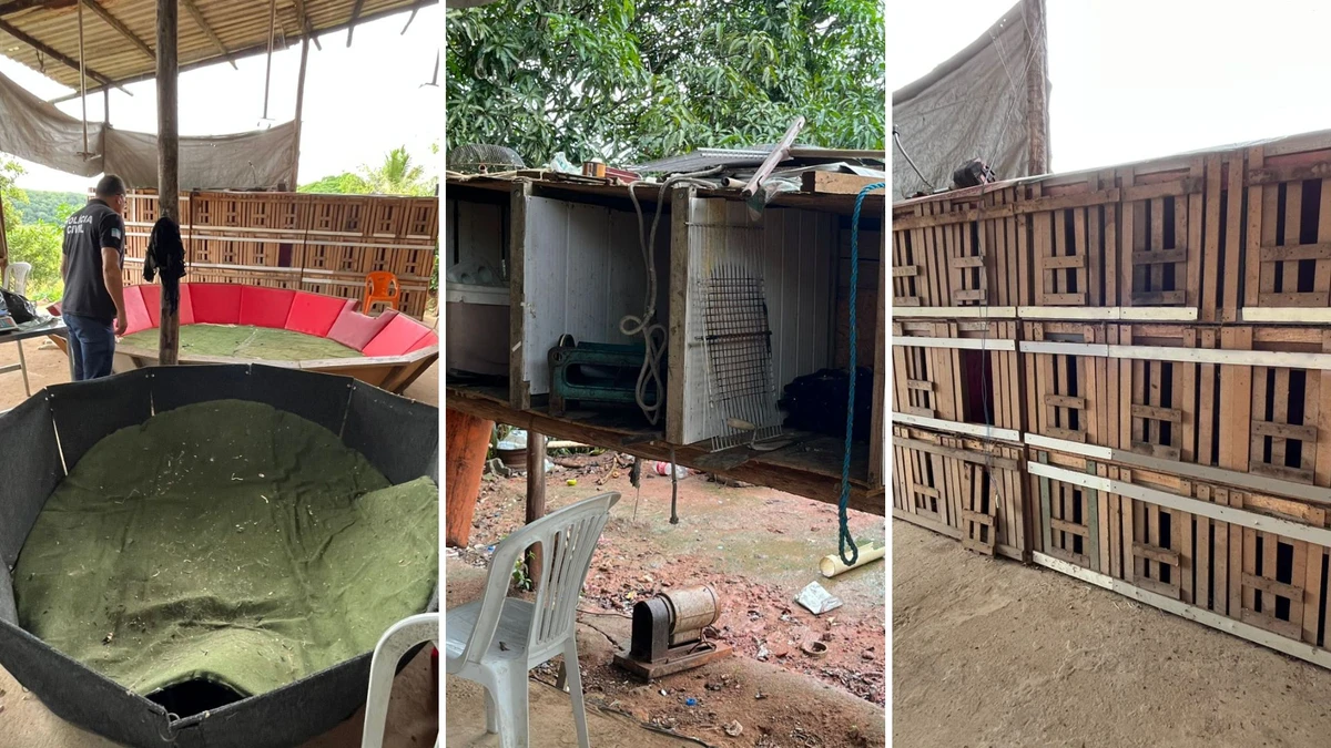 No local, foram encontrados 28 galos adultos utilizados para brigas, além de galinhas, pintinhos, gaiolas 