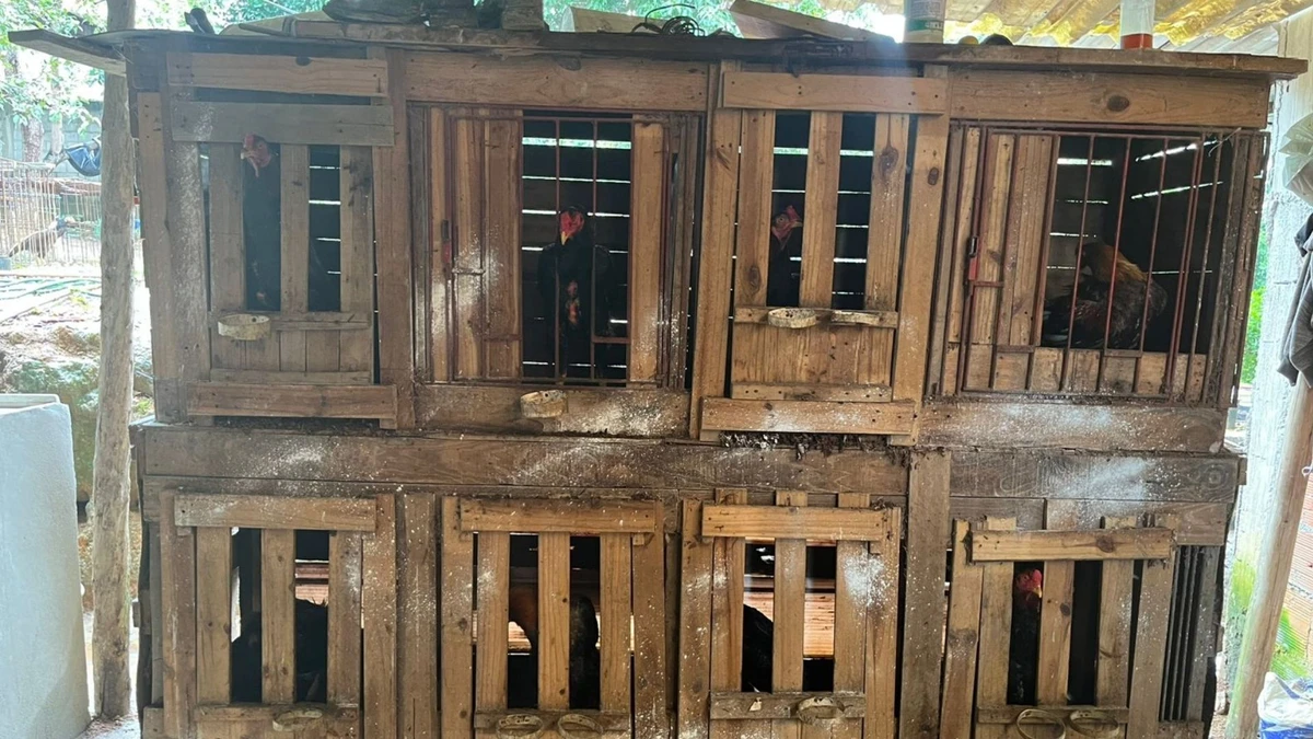 Polícia fecha local com 'ringues' para rinha de galo na Serra por Divulgação | Sesp