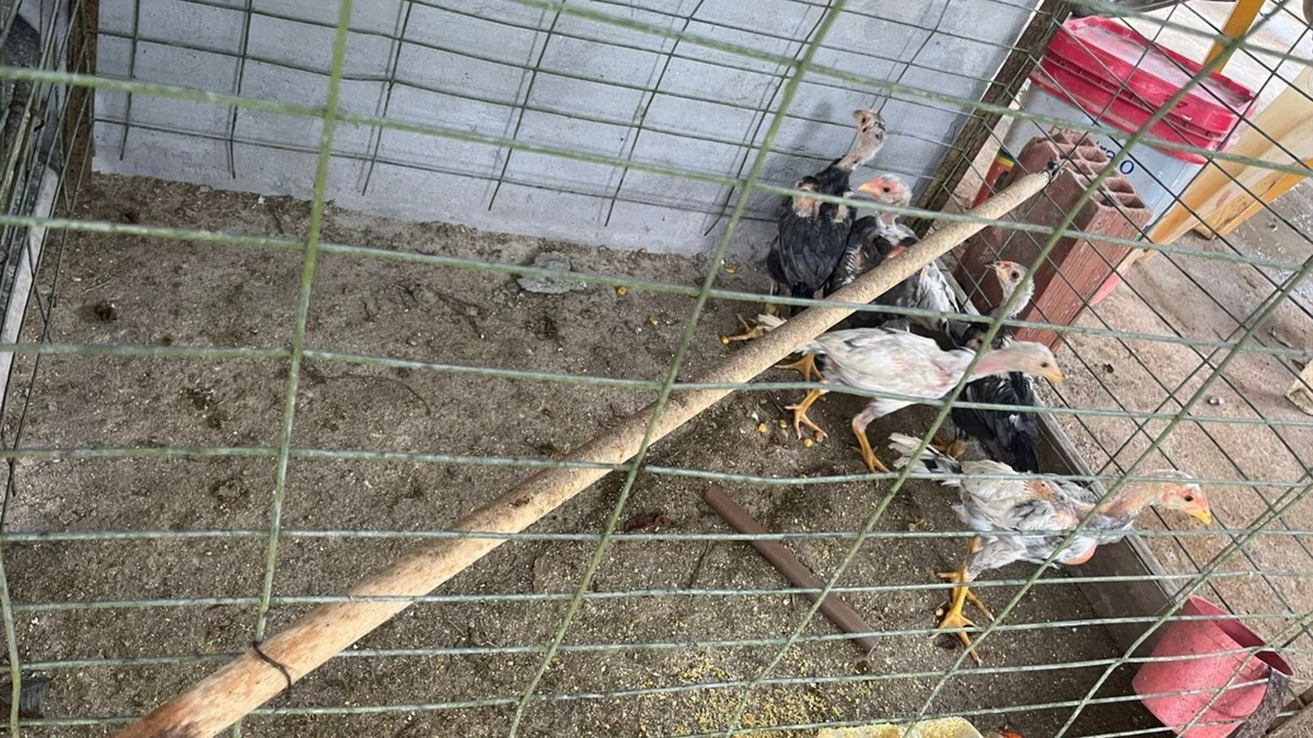 Polícia fecha local com 'ringues' para rinha de galo na Serra por Divulgação | Sesp