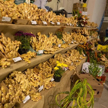 Imagem - Santa Leopoldina celebra o gengibre com feira gratuita, shows e gastronomia