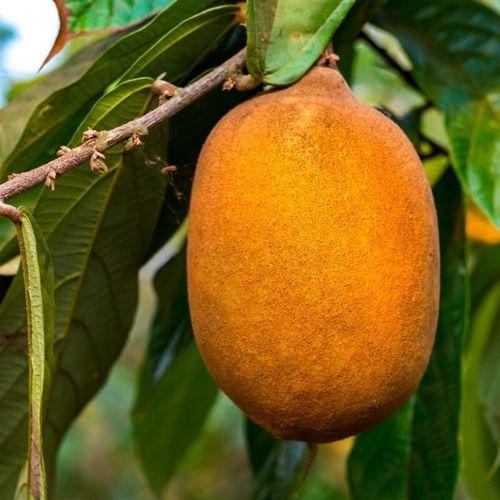 Imagem - 5 benefícios do cupuaçu para a saúde e como usá-lo