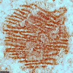 Uma pedra com a aparência de um rosto pode se tornar 'a primeira obra de arte portátil' já encontrada relacionada aos neandertais.