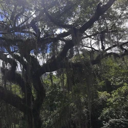 O jequitibá-rosa de 65 metros evidencia importância da conservação ambiental por servir de abrigo para diferentes espécies de animais, dizem cientistas