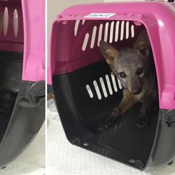 Filhote de menos de um ano foi encontrado por moradores e levado para avaliação veterinária; após exames, será reintroduzido à natureza