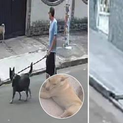 Ataque aconteceu em março deste ano no bairro Jardim Marilândia; investigação aponta uso intencional de um animal para ferir outro