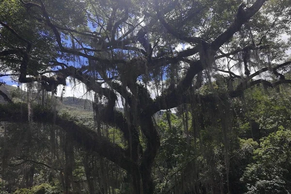 Copa do jequitibá-rosa mais alto da mata atlântica encontrado na Reserva Biológica Mata Escura em Minas Gerais 