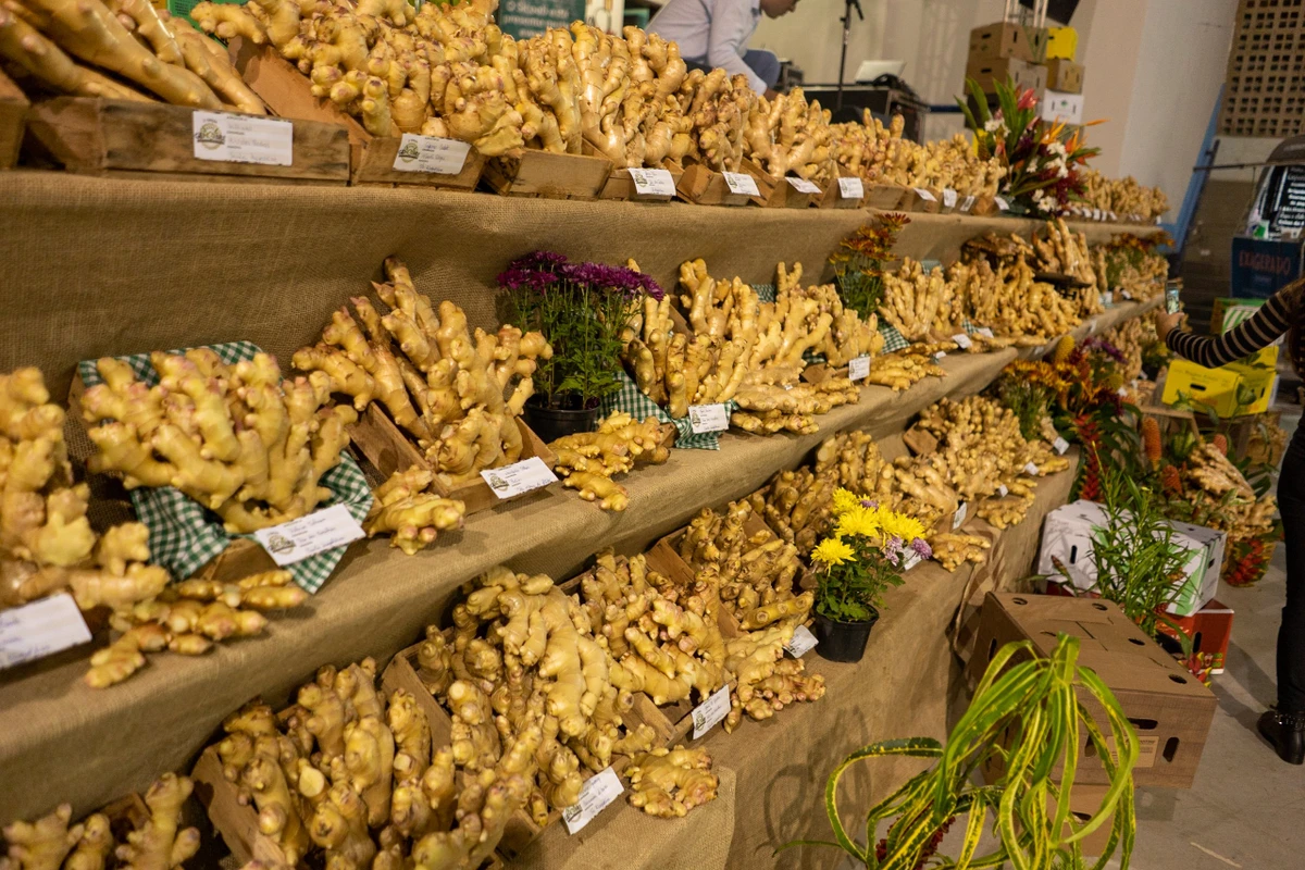 Expo Gengibre acontece entre os dias 30 de maio e 1º de junho