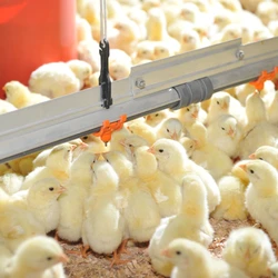 Produtos da Kifrango são feitos com aves que se alimentam com minerais orgânicos de origem vegetal, o que garante carnes mais saborosas e com alto valor nutricional
