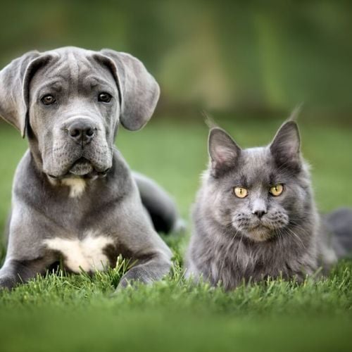 Imagem - 7 raças de gato ideais para quem tem cachorro 