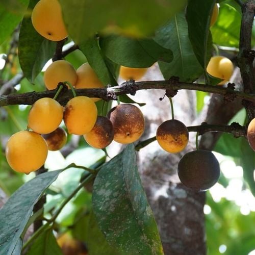 Imagem - 5 benefícios do bacuri para a saúde e como usá-lo