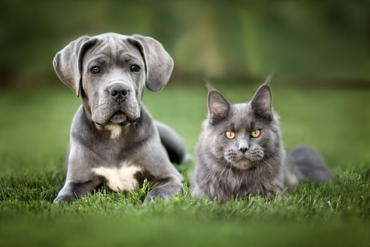 Algumas raças de gatos são naturalmente mais sociáveis e tolerantes a cachorros (Imagem: otsphoto | Shutterstock)