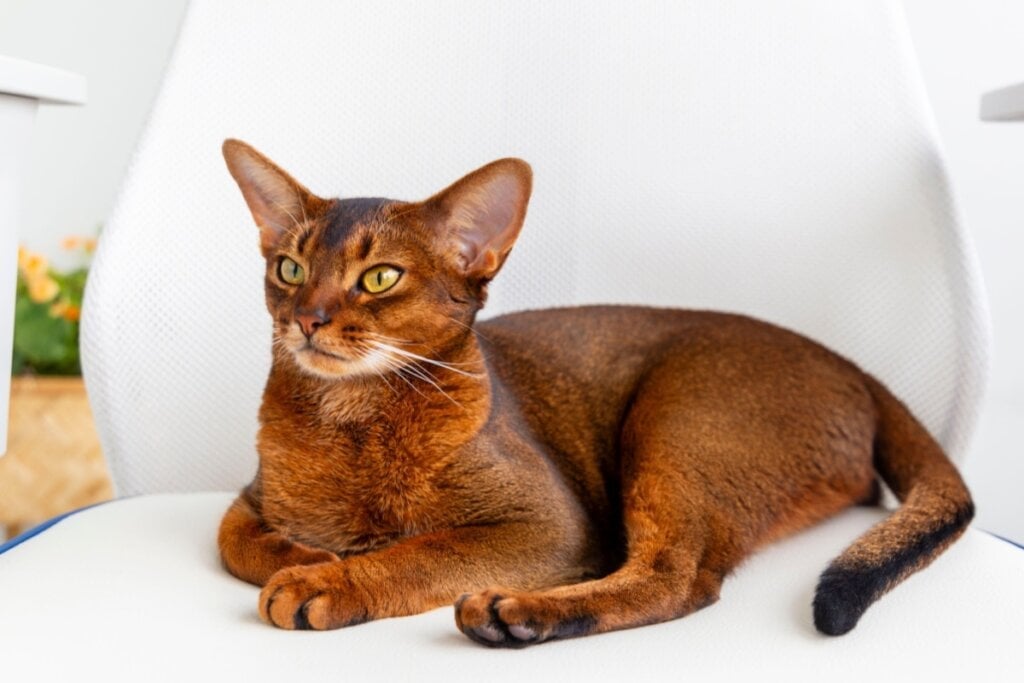 O abissínio é um gato ativo e se dá bem com cães enérgicos (Imagem: ZCOOL HelloRF | Shutterstock)