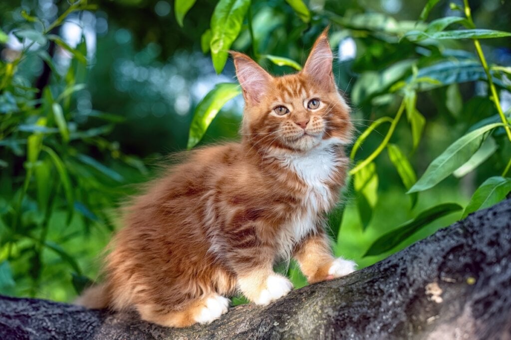 O maine coon é sociável e costuma se dar bem com cachorros (Imagem: AVRORACOON | Shutterstock)