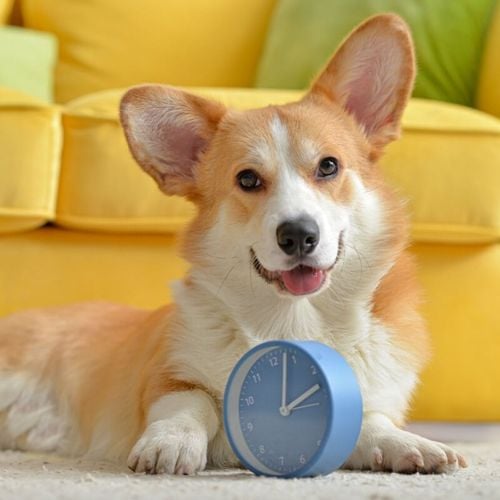Imagem - 8 motivos para manter a rotina de cães e gatos 