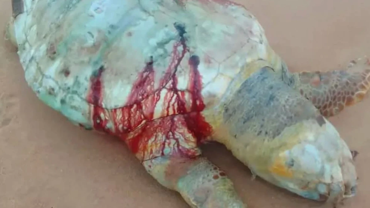 Tartaruga foi achada em praia de Anchieta 