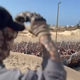 Anunciado como uma tábua de salvação vital para os moradores de Gaza que enfrentam a fome, a primeira semana do novo plano foi marcada pelo caos.
