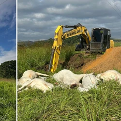 Dono da propriedade, Adão Cellia, de 67 anos, estima um prejuízo superior a R$ 80 mil e responsabiliza a concessionária de energia que atende a região