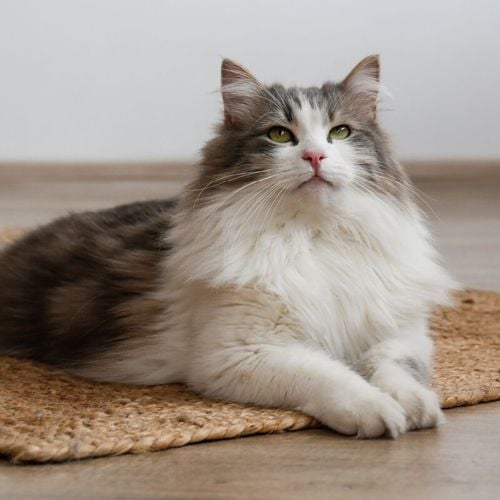 Imagem - 4 características do gato da raça siberiano 