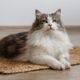 Esse felino conquista pelo charme selvagem e pela personalidade carinhosa 