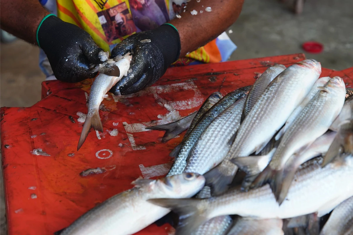 Pescadores da Ilha das Caieiras