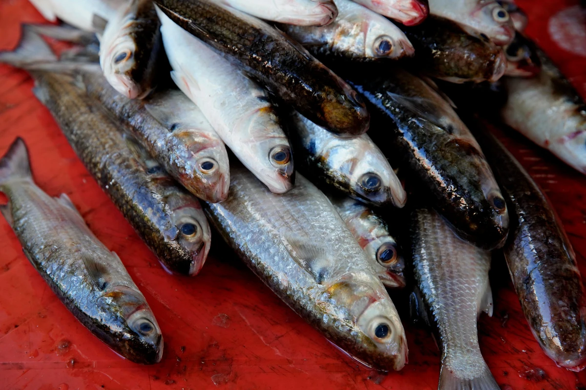 Tainha é uma das espécies mais pescadas na Grande Vitória