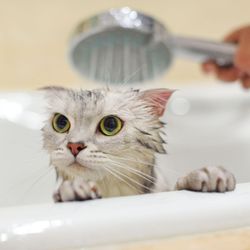 Acredita-se que conviver com animais tenha efeitos profundos na nossa imunidade — reduzindo potencialmente o risco de alergias, eczema e até mesmo condições autoimunes.