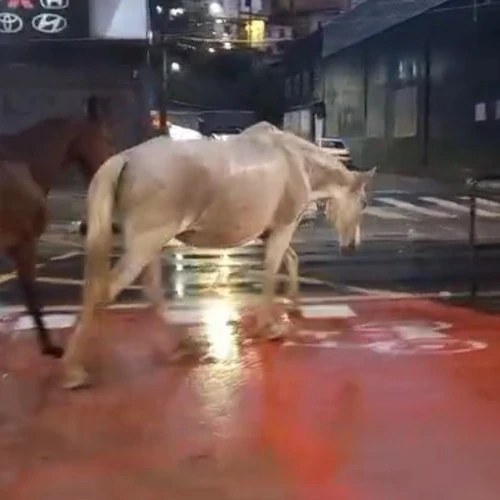 Imagem - Cavalos são flagrados caminhando soltos na Avenida Vitória; veja vídeo