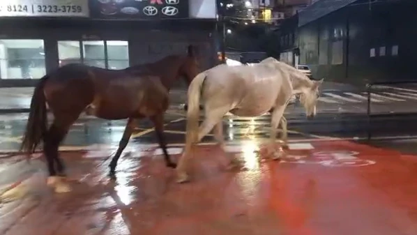 Cena foi registrada no início da manhã desta terça-feira (3), quando chovia na Capital; Guarda Municipal disse que encaminhou uma equipe ao local