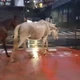 Imagem - Cavalos são flagrados caminhando soltos na Avenida Vitória; veja vídeo