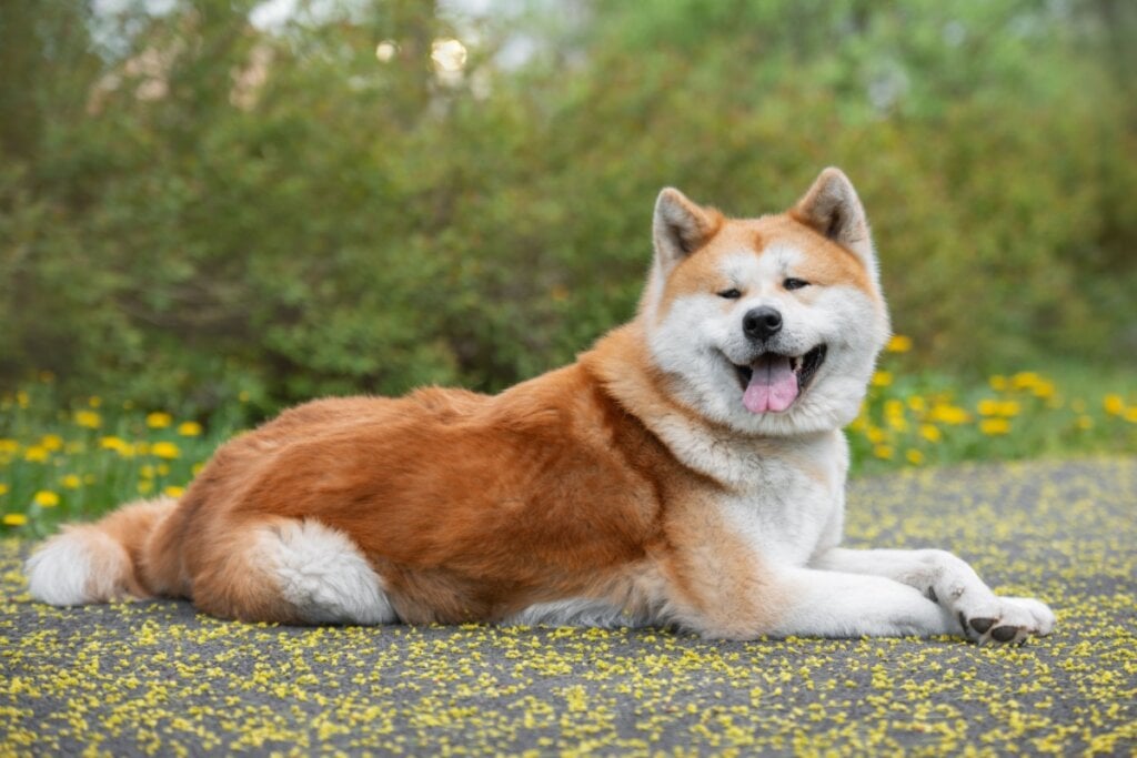 O akita inu é uma raça leal, mas também independente (Imagem: Kristina Chizhmar | Shutterstock)