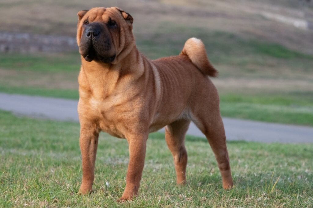 O cão da raça shar pei é silencioso, calmo e muito observador (Imagem: Marcelino Pozo Ruiz | Shutterstock) 
