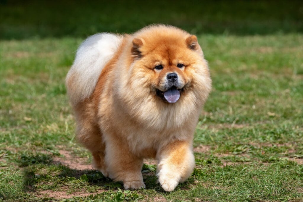 O chow chow é reservado e não costuma demonstrar emoções com facilidade (Imagem: Sue Thatcher | Shutterstock)