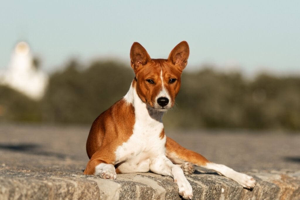 Uma das principais características do basenji é o fato de quase não latir (Imagem: Olha Didenko | Shutterstock)