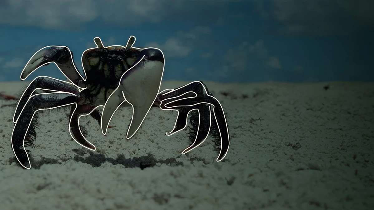 Caranguejo é fundamental  para a  manutenção dos mangues